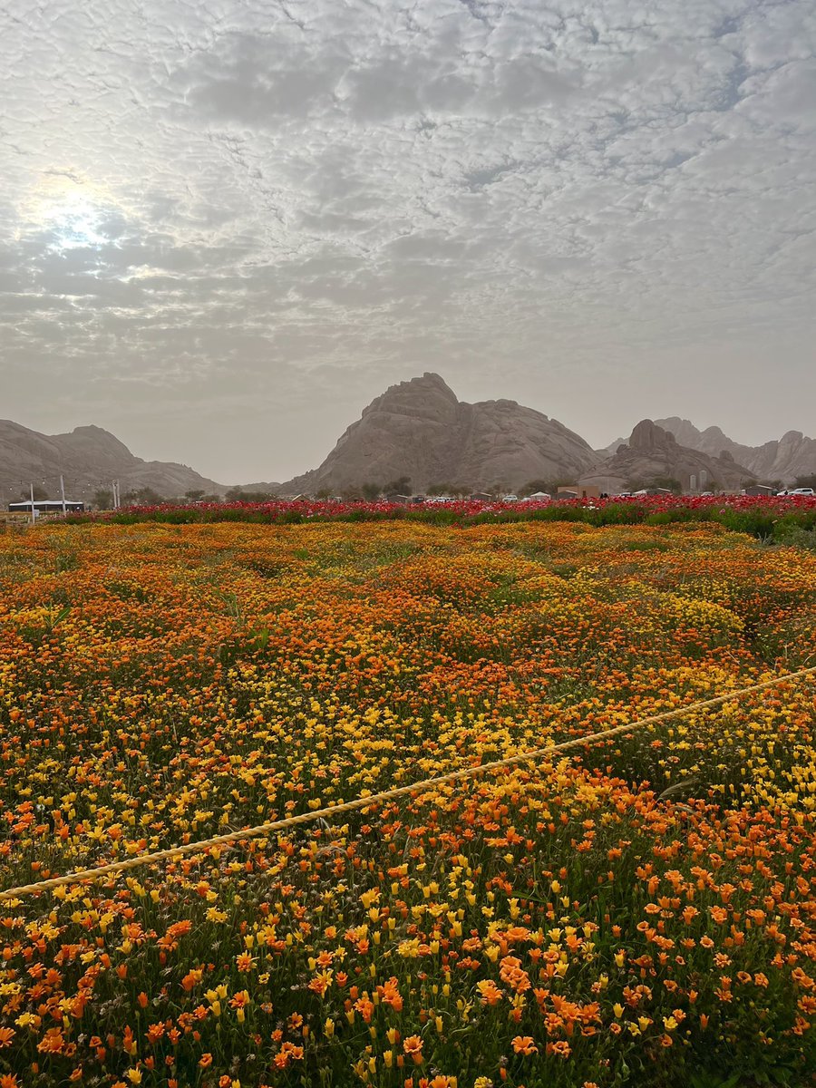 Made In Saudi tweet media