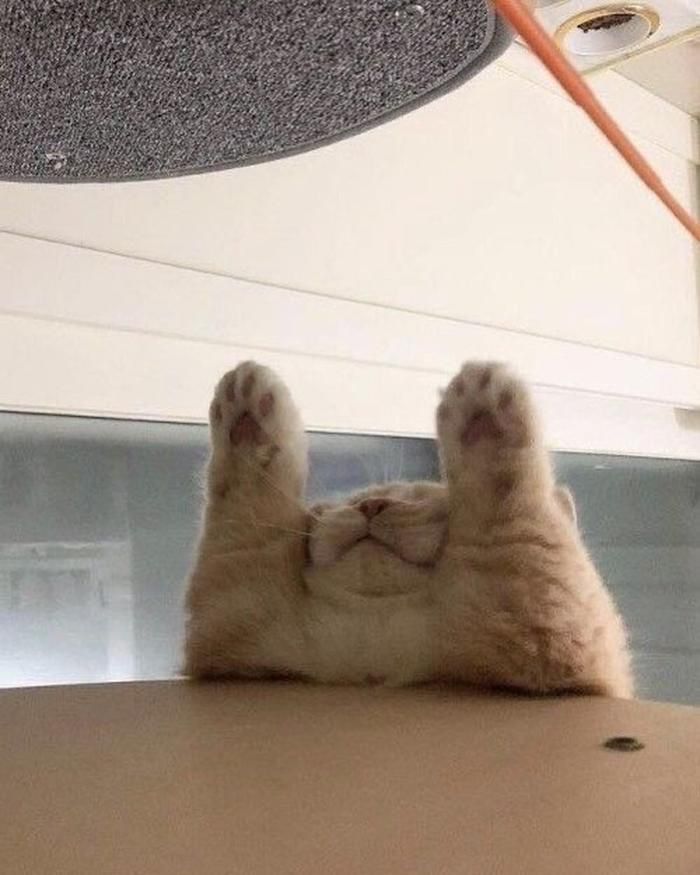 Cats all the way tweet media