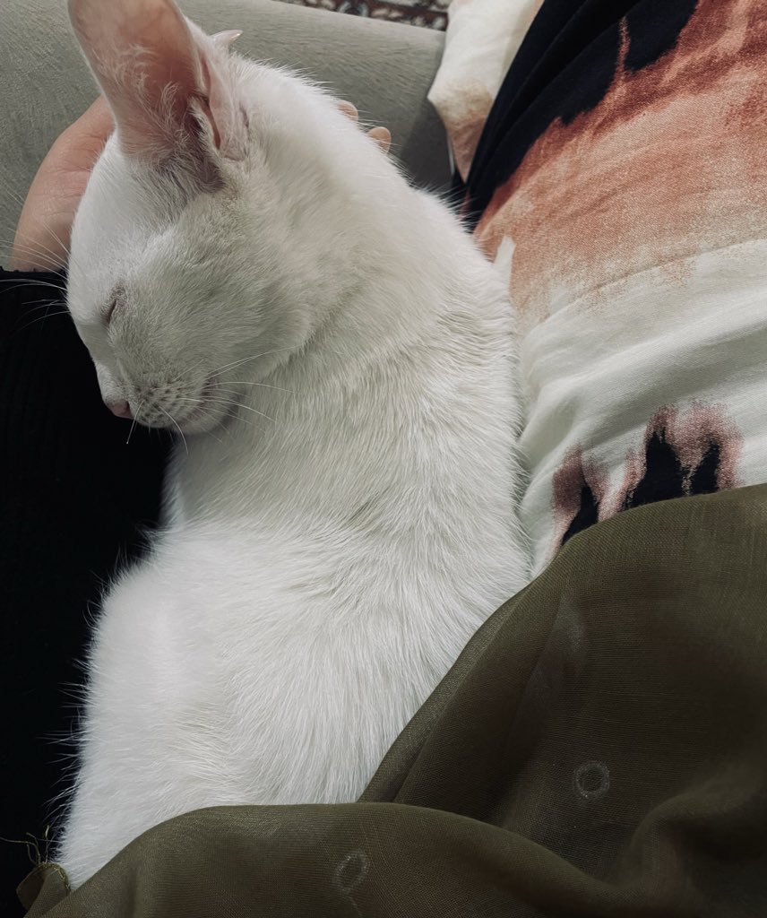 سِتا 🌝 tweet media