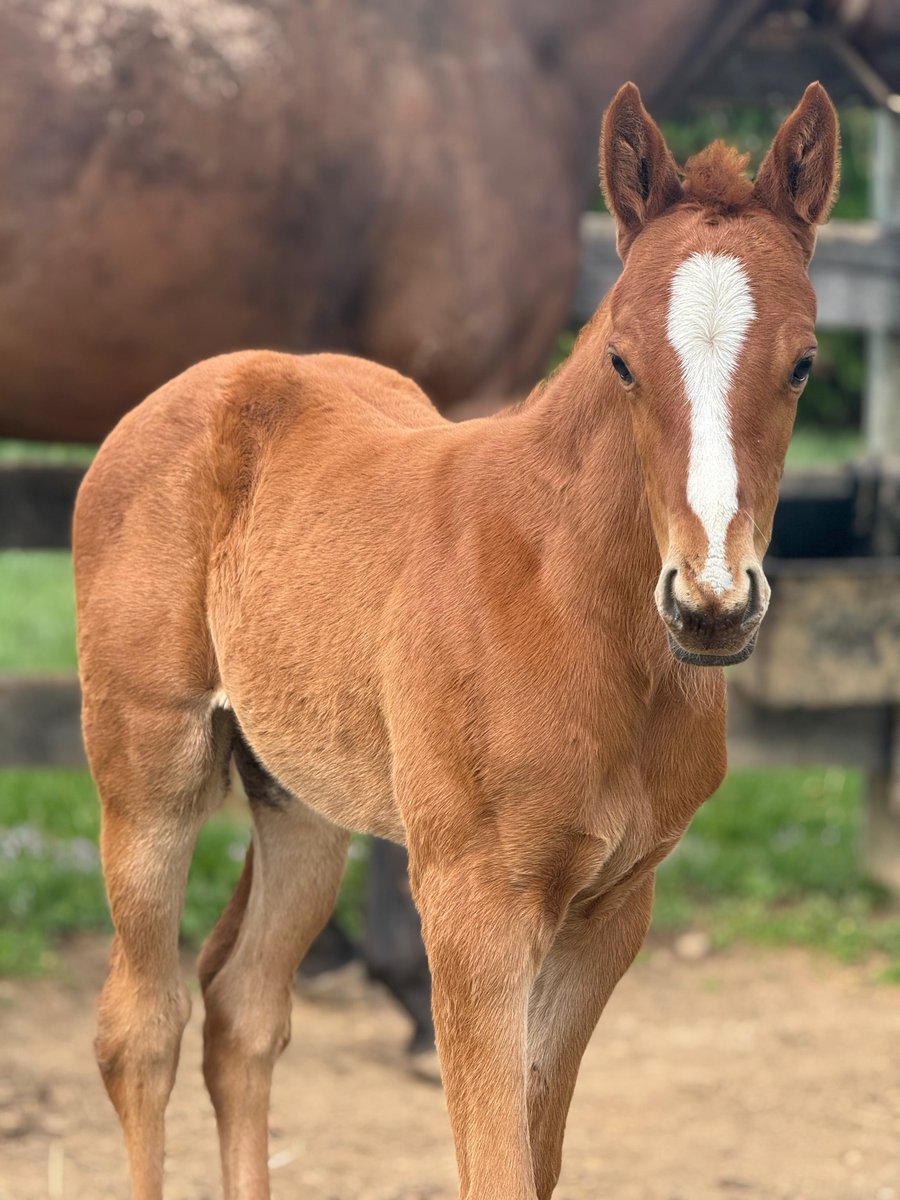 GVG Genetics tweet media