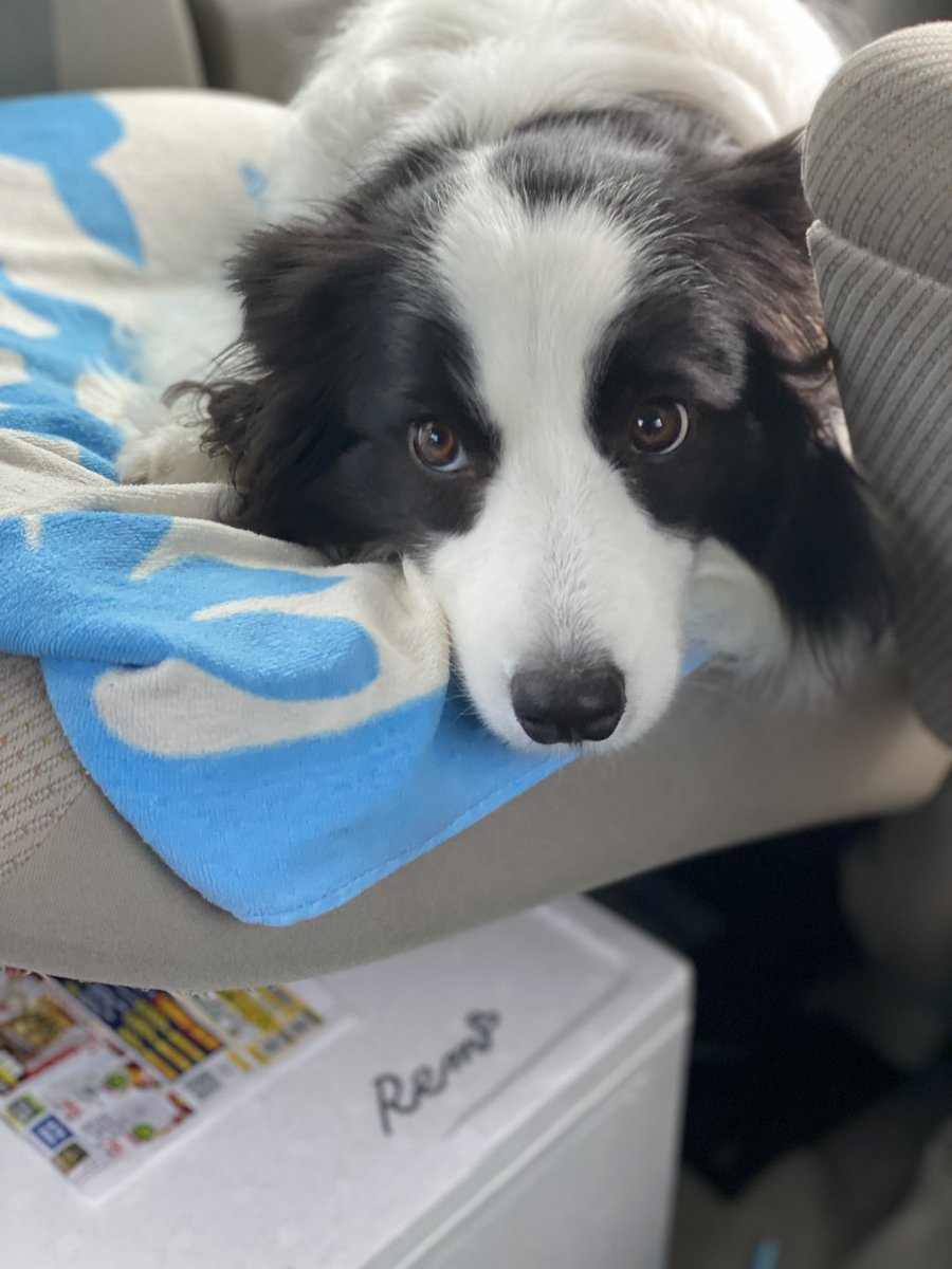Border collie Rem tweet media