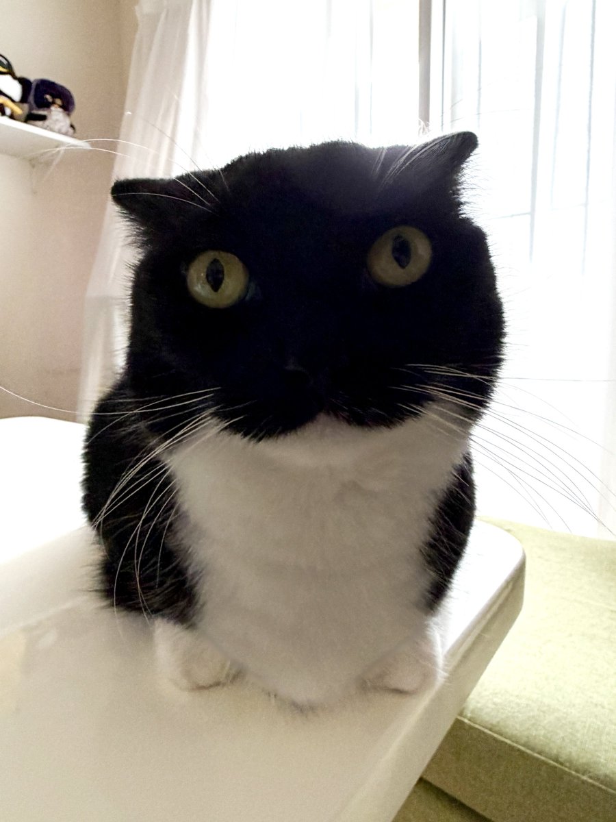 I'm Uni :3 tweet media