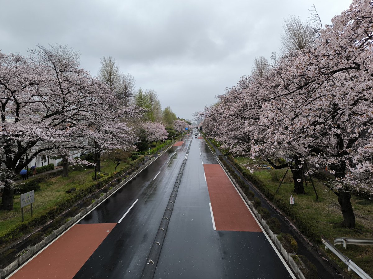 O_Cha_Melodical's tweet photo. Aチャンネルの聖地巡礼と花見を兼ねて国立に行ってきました
桜吹雪が舞う中、はるかぜの化学を聴きながら歩く大学通りは、作品の追体験ができているようで久しぶりに心が躍りました https://t.co/lYnhXCxzHI