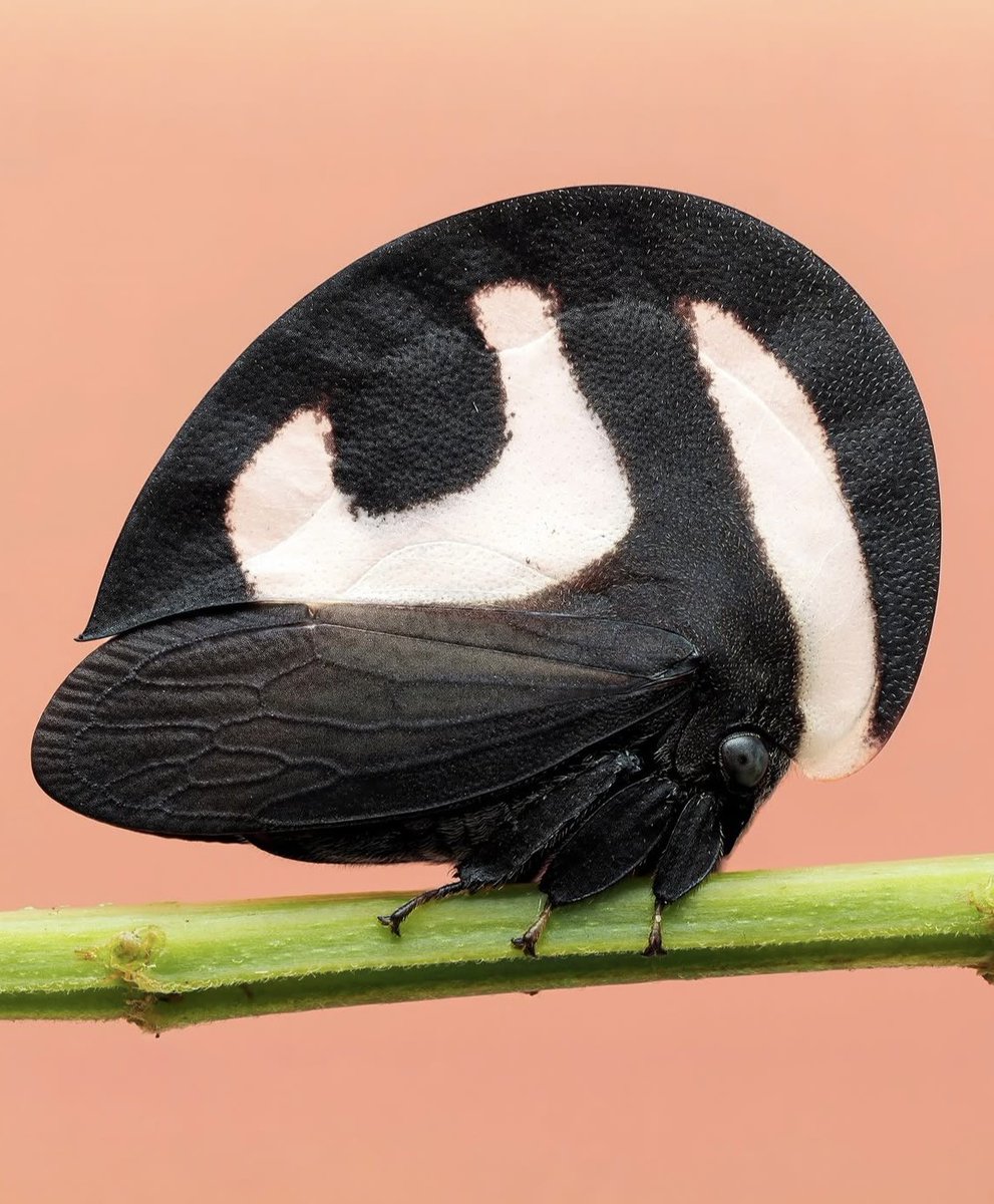 s3u futuro ex 🏹 tweet media