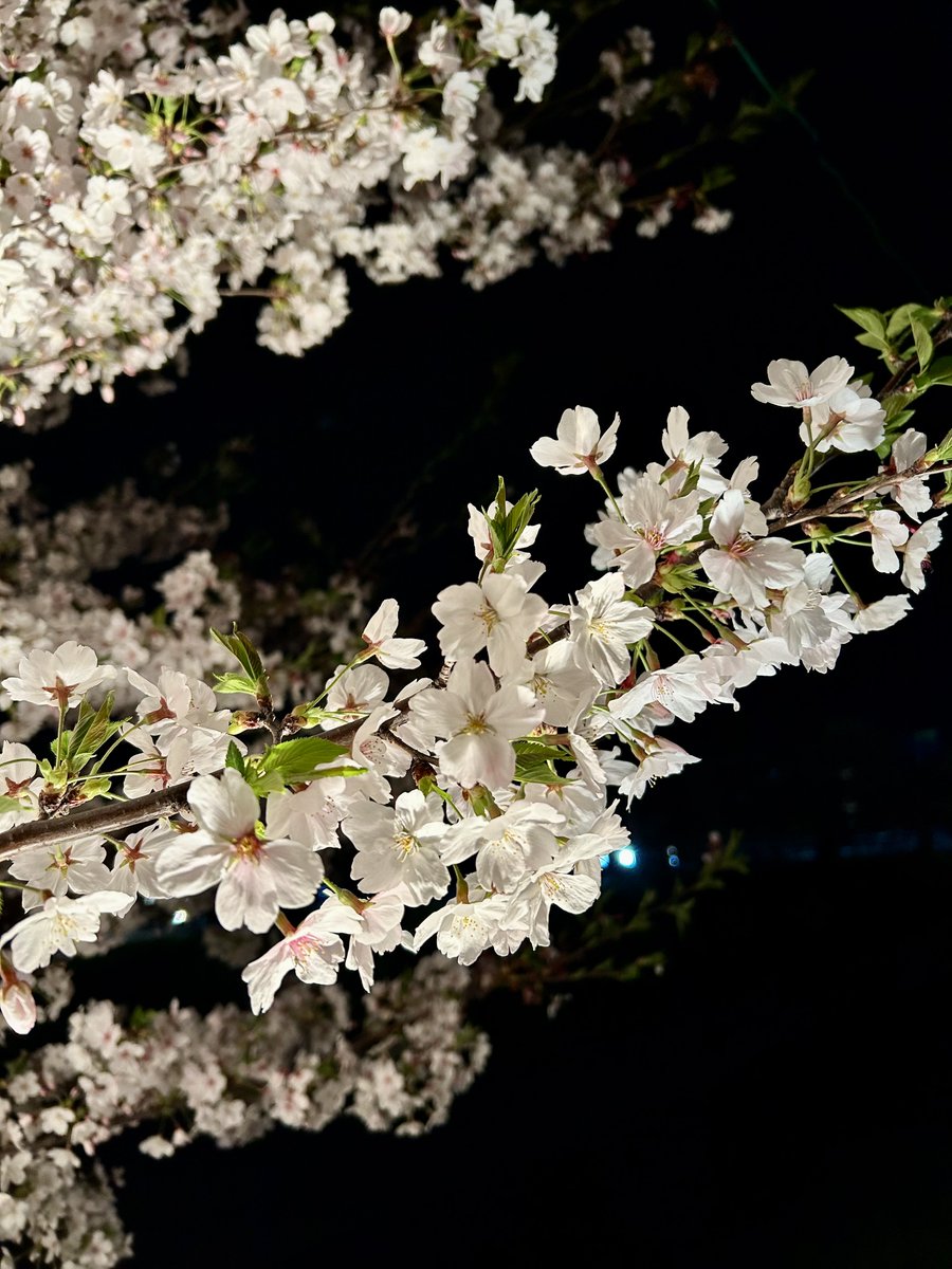yokochin153604's tweet image. My family and I enjoyed yozakura at the Ōnaka Park.

Yozakura means night cherry blossom in Japanese.

It has different beauty than daytime cherry blossom.

The illuminated cherry blossoms are so beautiful🌸🌸🌸

#Japan 
#japanese
#Nara
