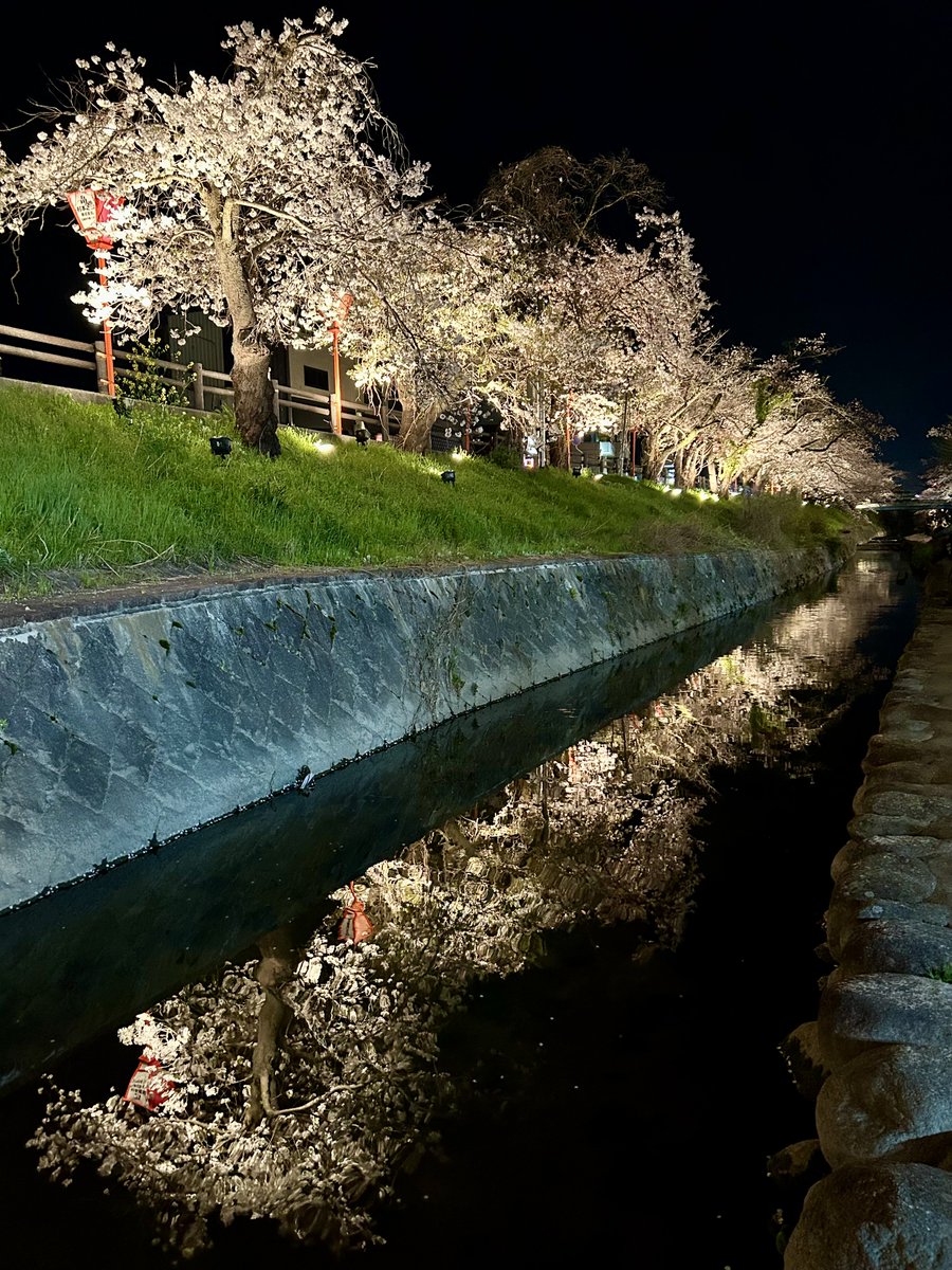 yokochin153604's tweet image. My family and I enjoyed yozakura at the Ōnaka Park.

Yozakura means night cherry blossom in Japanese.

It has different beauty than daytime cherry blossom.

The illuminated cherry blossoms are so beautiful🌸🌸🌸

#Japan 
#japanese
#Nara