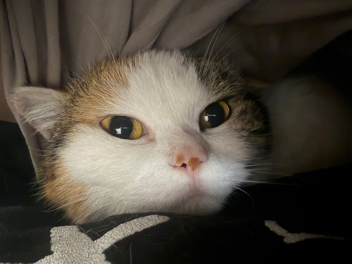 つらみみにゃん tweet media