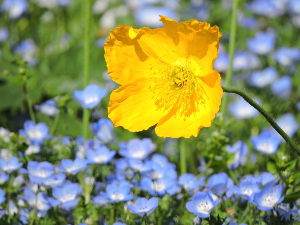 色鉛筆画家 Kunihiro🖼 tweet media