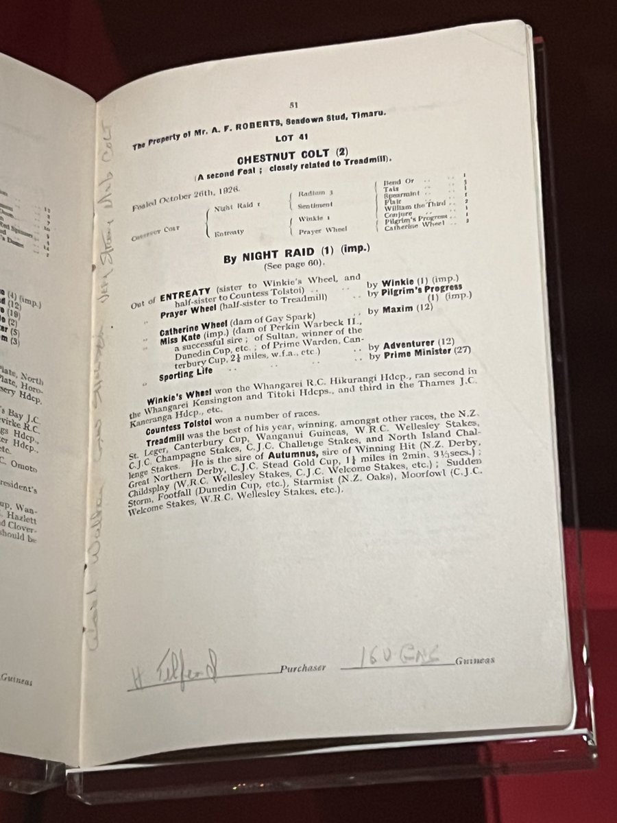 Lunar & Sunny 🐴 tweet media