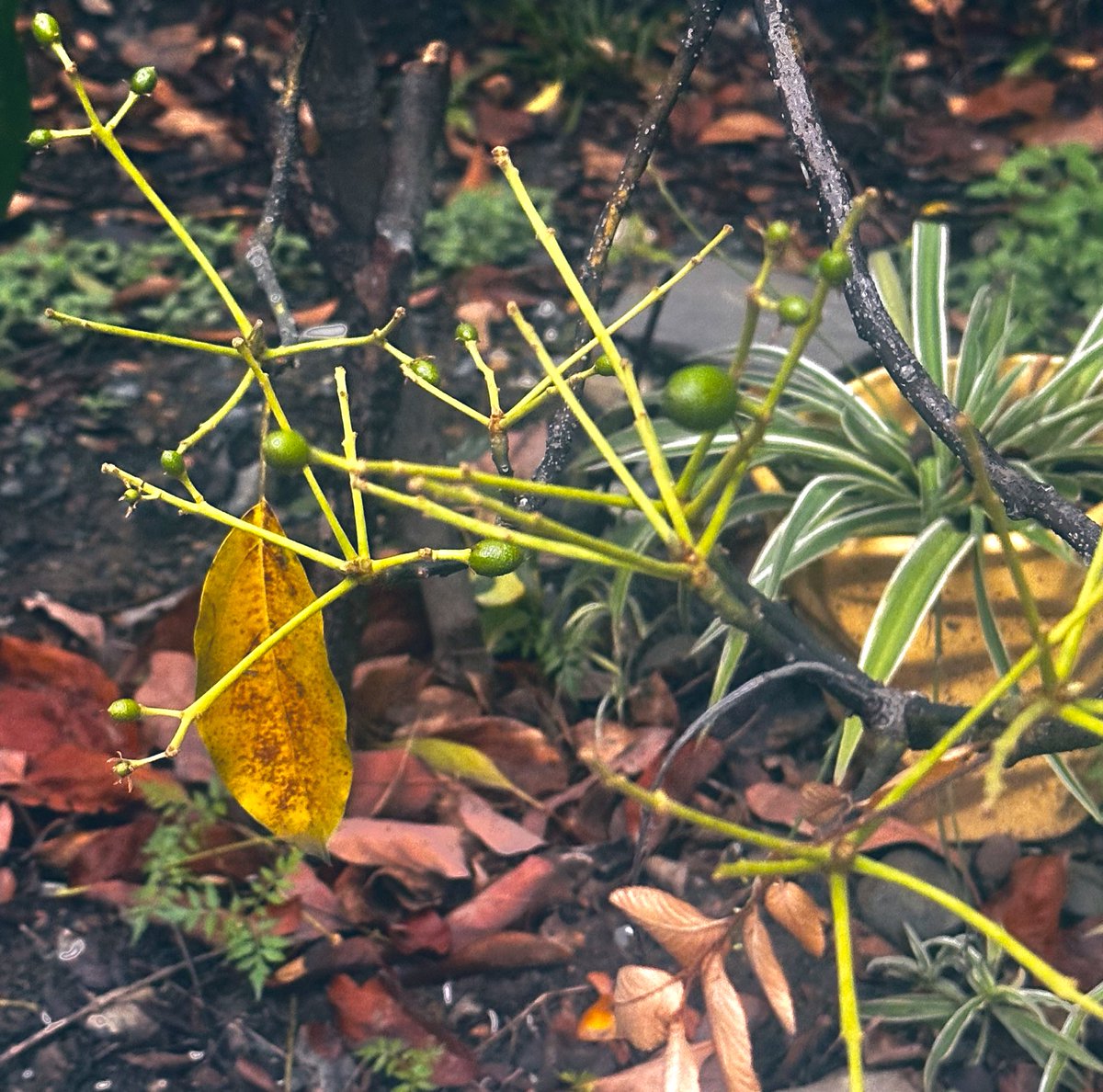 Azafrán de las Montañas tweet media
