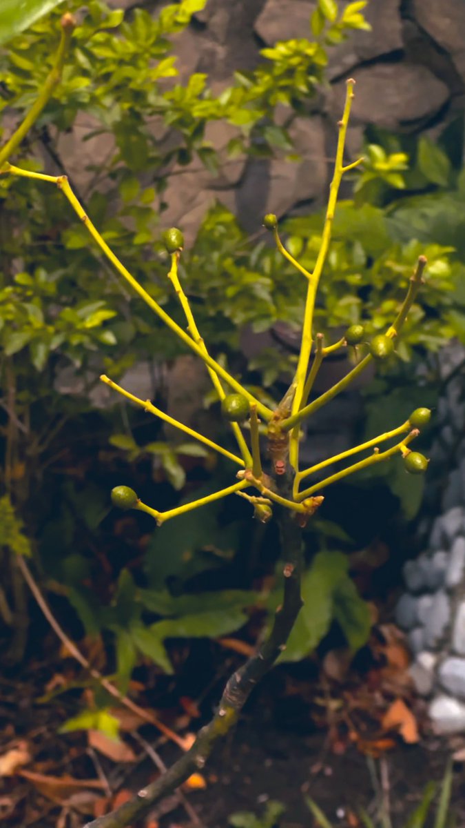 Azafrán de las Montañas tweet media