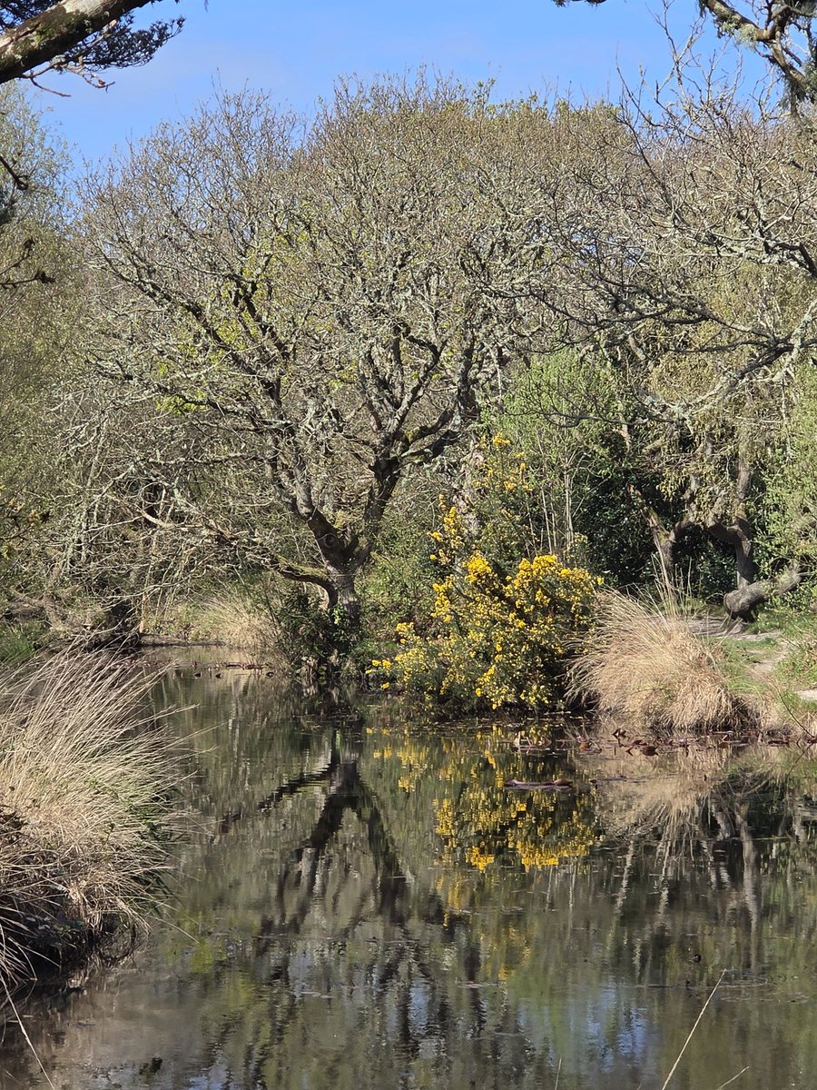 theFOALGroup's tweet image. Was having a very enjoyable walk around Hengistbury Head today.... #LoveWhereYouLive