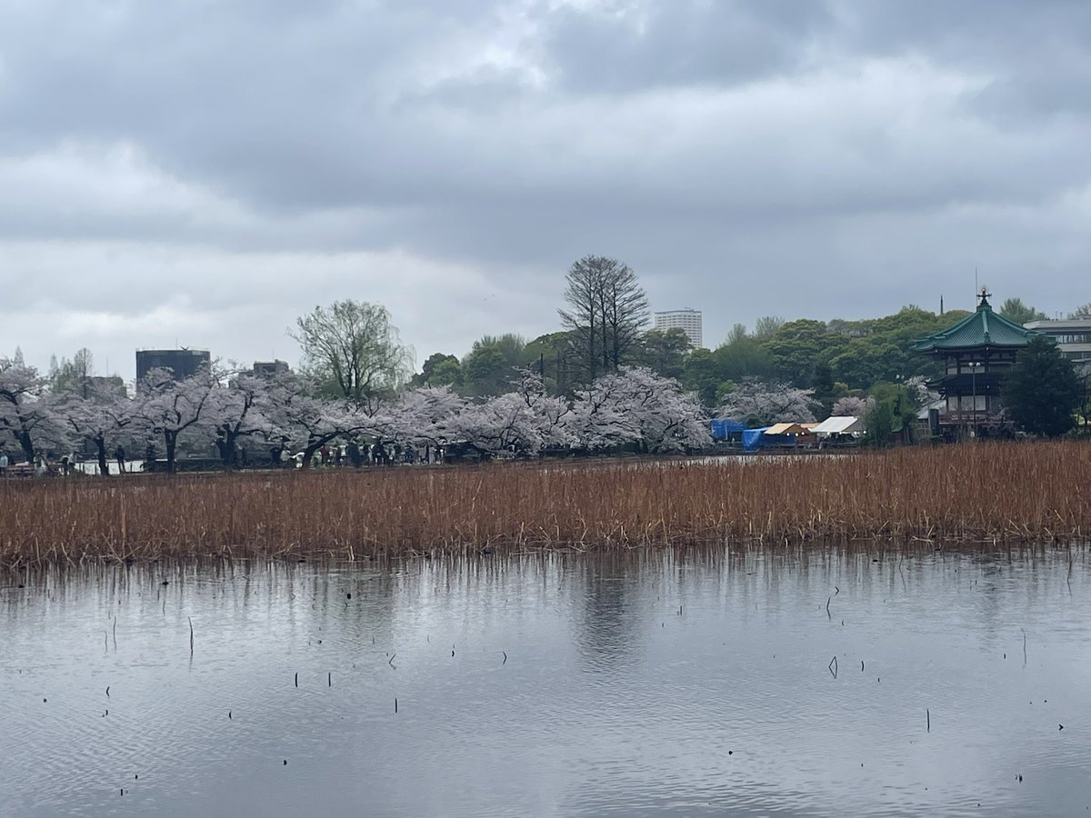 Tanija05's tweet photo. 雨上がり🌧️に、
旧友とお花見🌸散歩

#上野恩賜公園
#不忍池
#みはし
#あんみつ https://t.co/g40lXYbuN5