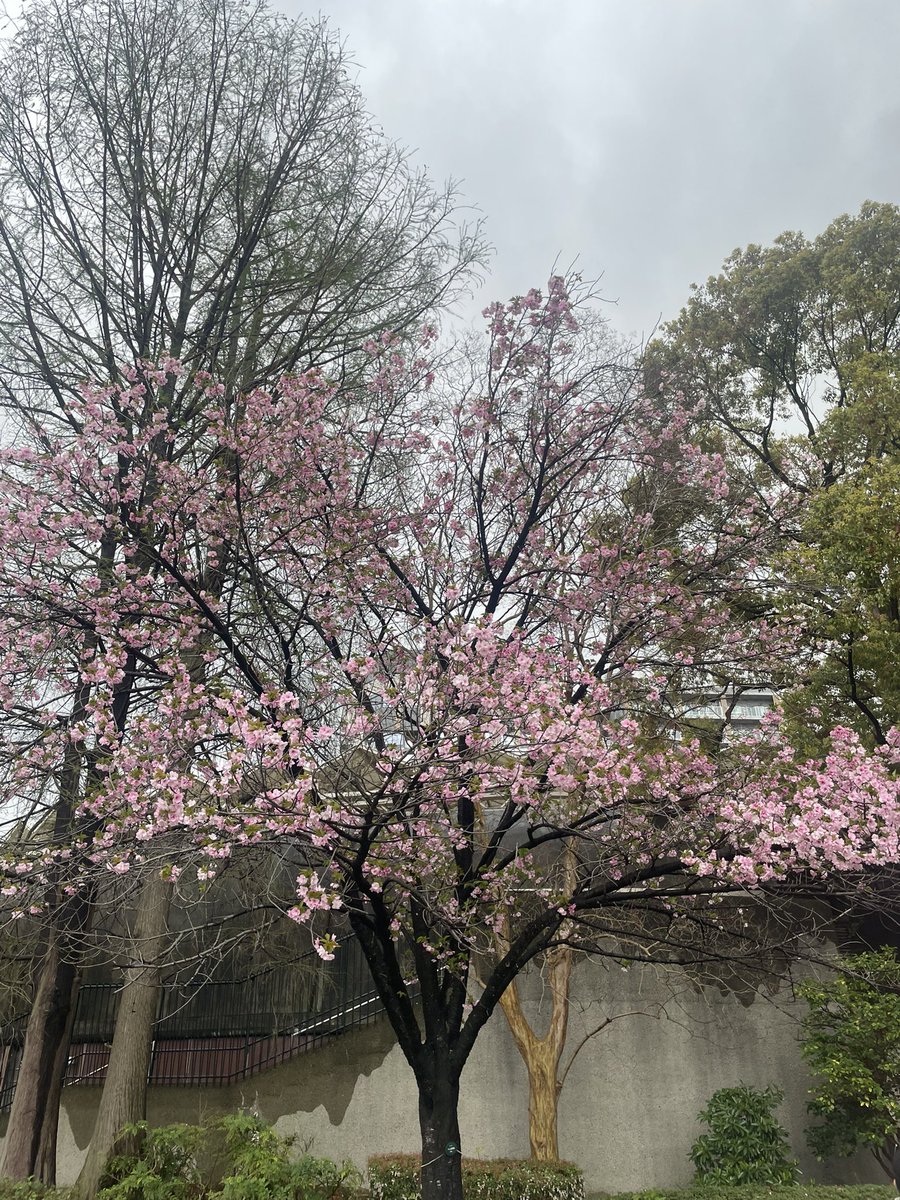 Tanija05's tweet photo. 雨上がり🌧️に、
旧友とお花見🌸散歩

#上野恩賜公園
#不忍池
#みはし
#あんみつ https://t.co/g40lXYbuN5