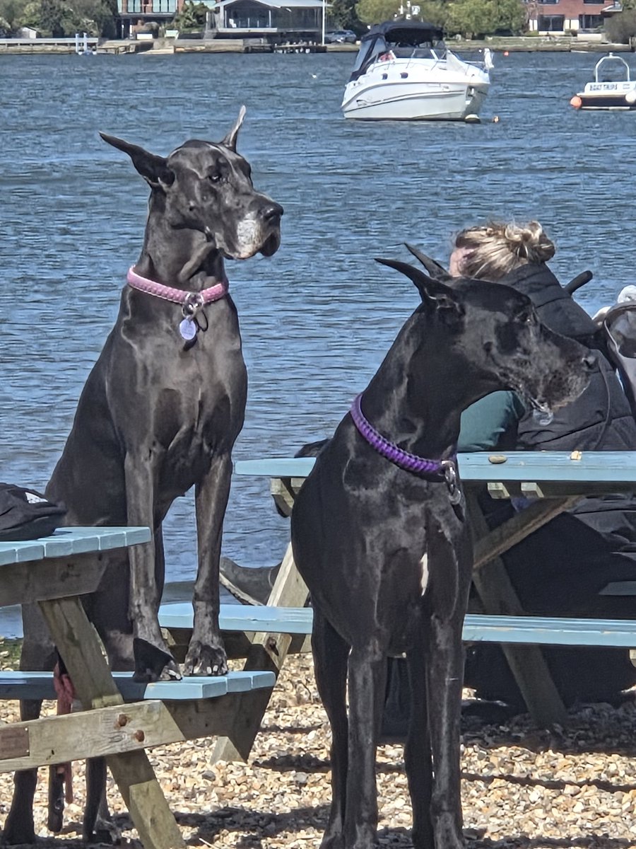 Focus On Animal Law tweet media