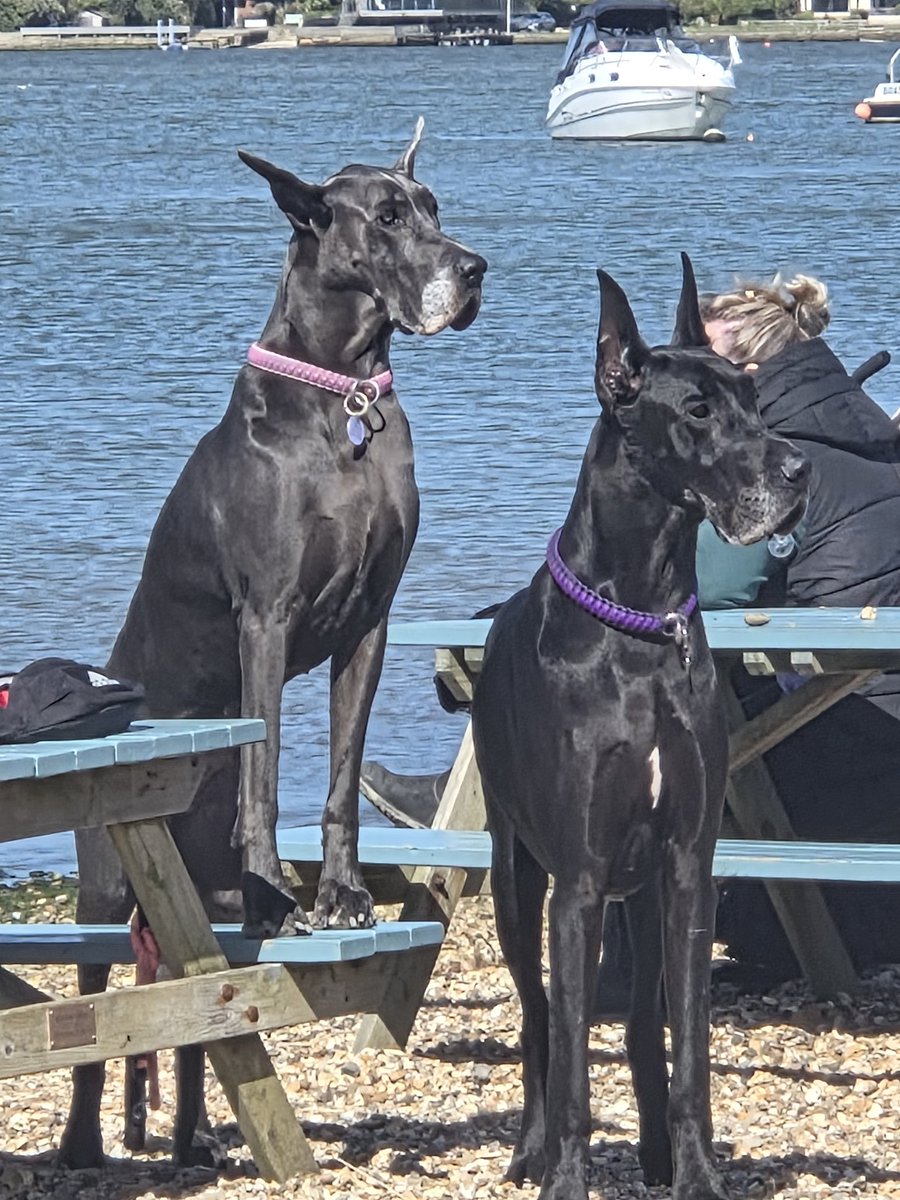 Focus On Animal Law tweet media