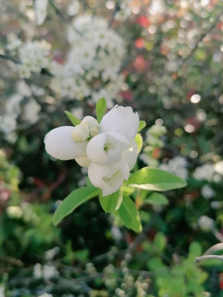 RMR Savage 🇵🇱🌱 Ⓥ tweet media