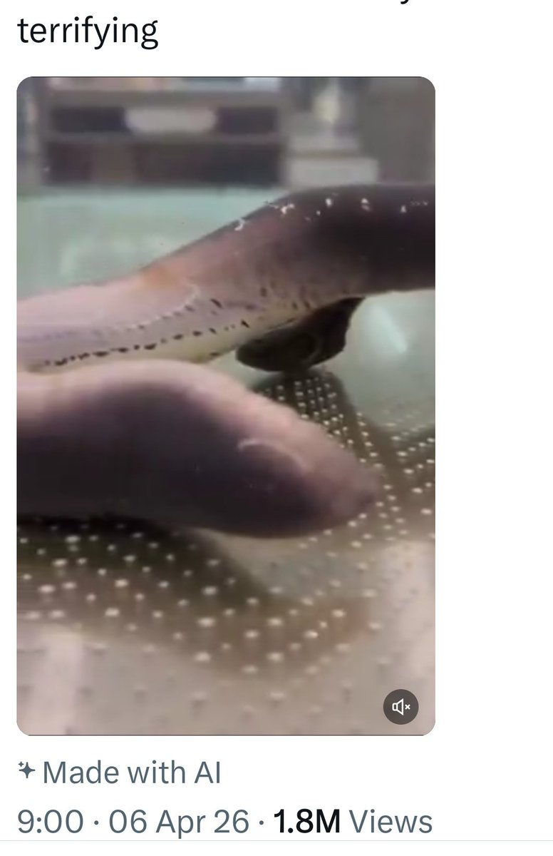 Дукуз Исрапилов🏴‍☠️ tweet media