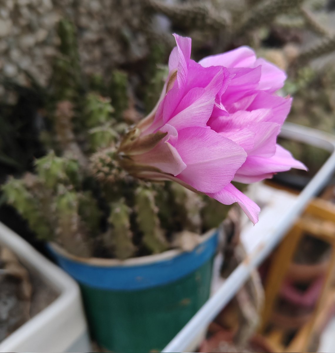 Sumit Dookia tweet media