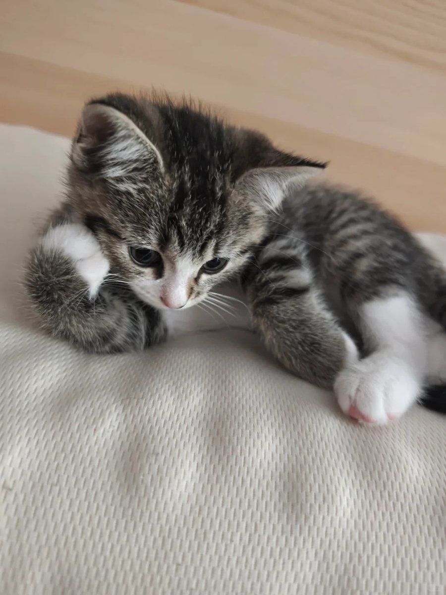 cat tweet media