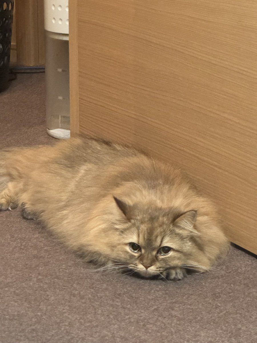 やぎなまず tweet media