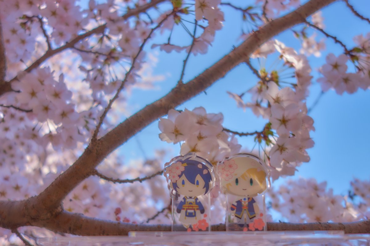 藤井咲▶スパコミ 5/5東1す43 ＆ 5/6東3り62 tweet media