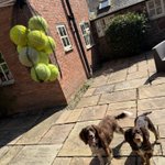 Photo by Vinnie & Toby❤️ Jasper🌈 Hartson🌈 (@CancerDoggy)