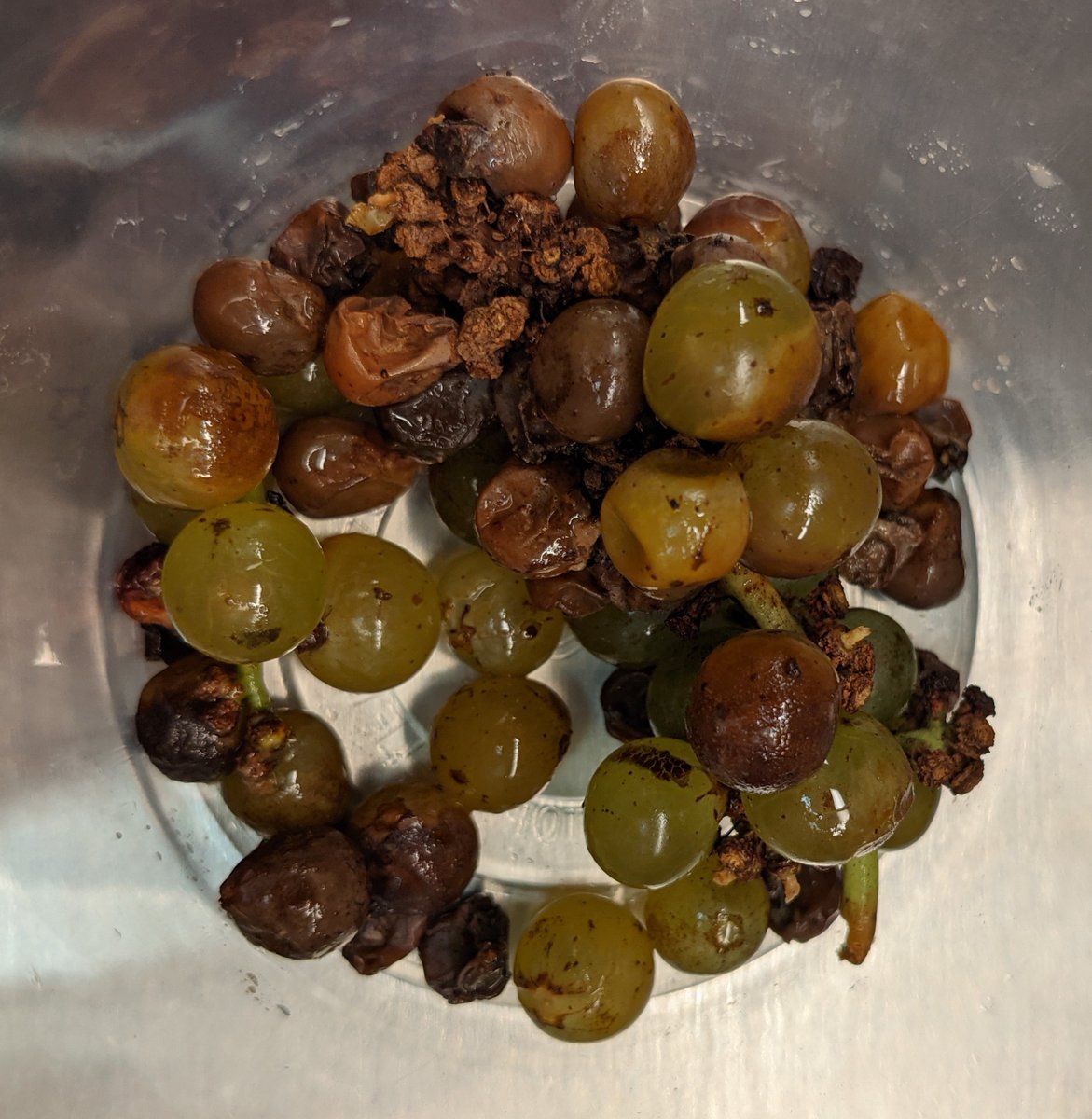 Agricultural Research Service tweet media