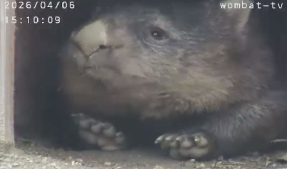 やなこさん tweet media