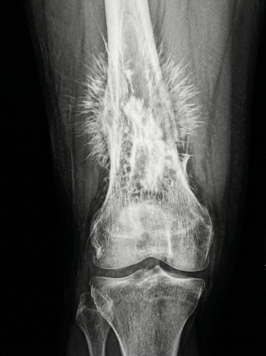 Шиза&База tweet media