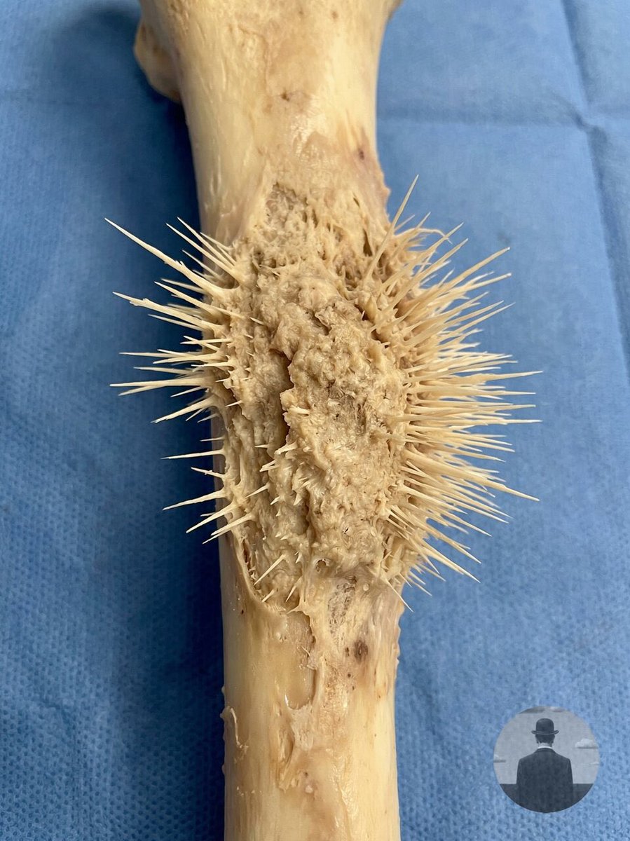 Шиза&База tweet media