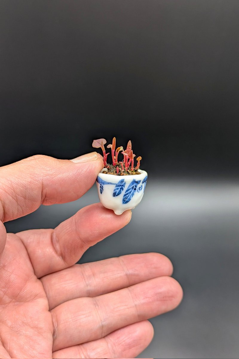 善福寺まこと tweet media