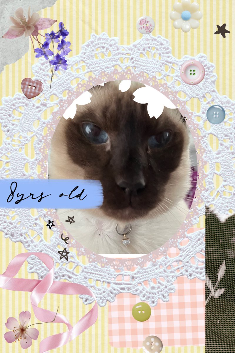 has_king_of_kerswell tweet media