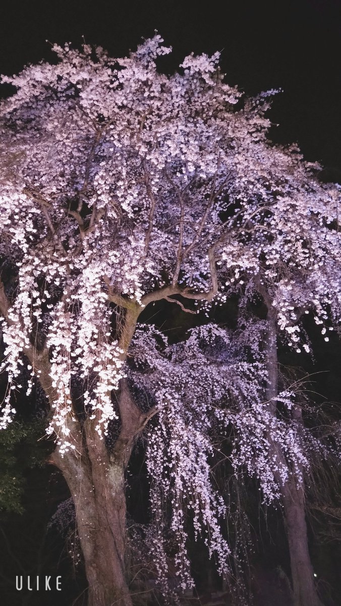 だおら tweet media