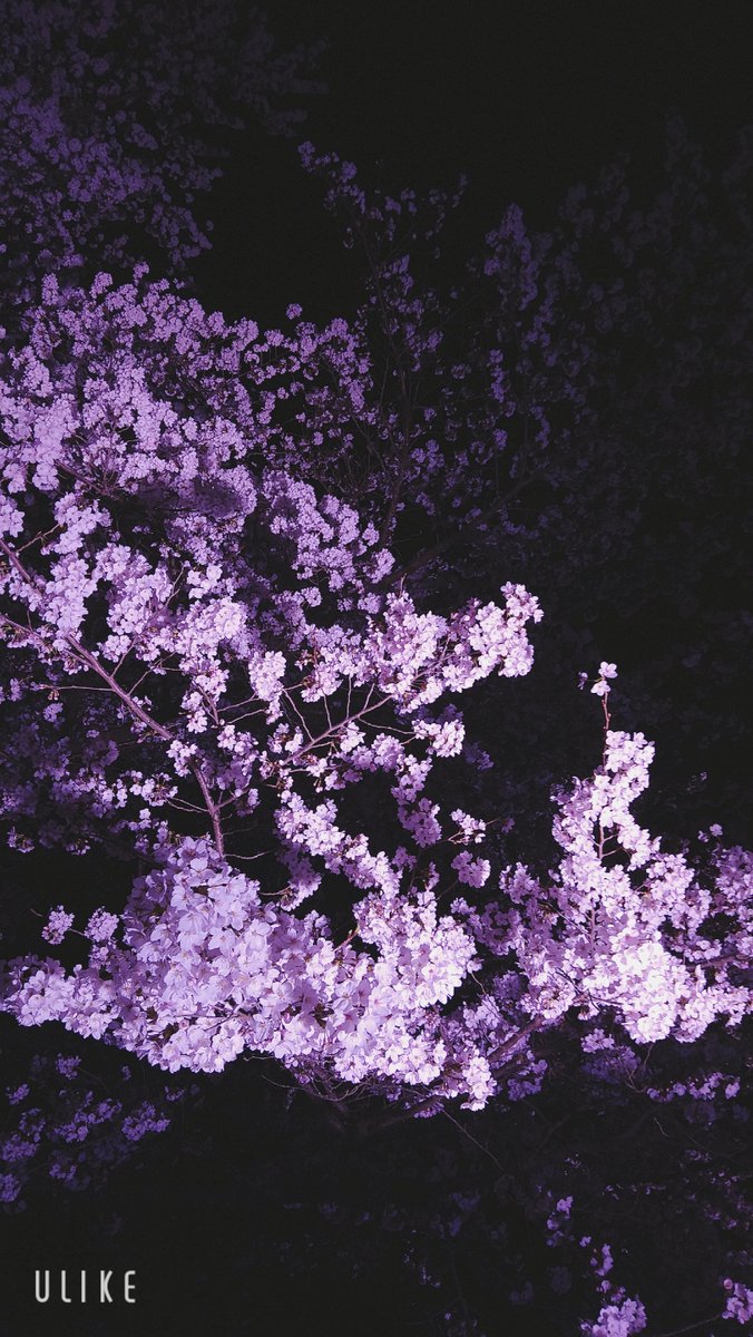 だおら tweet media