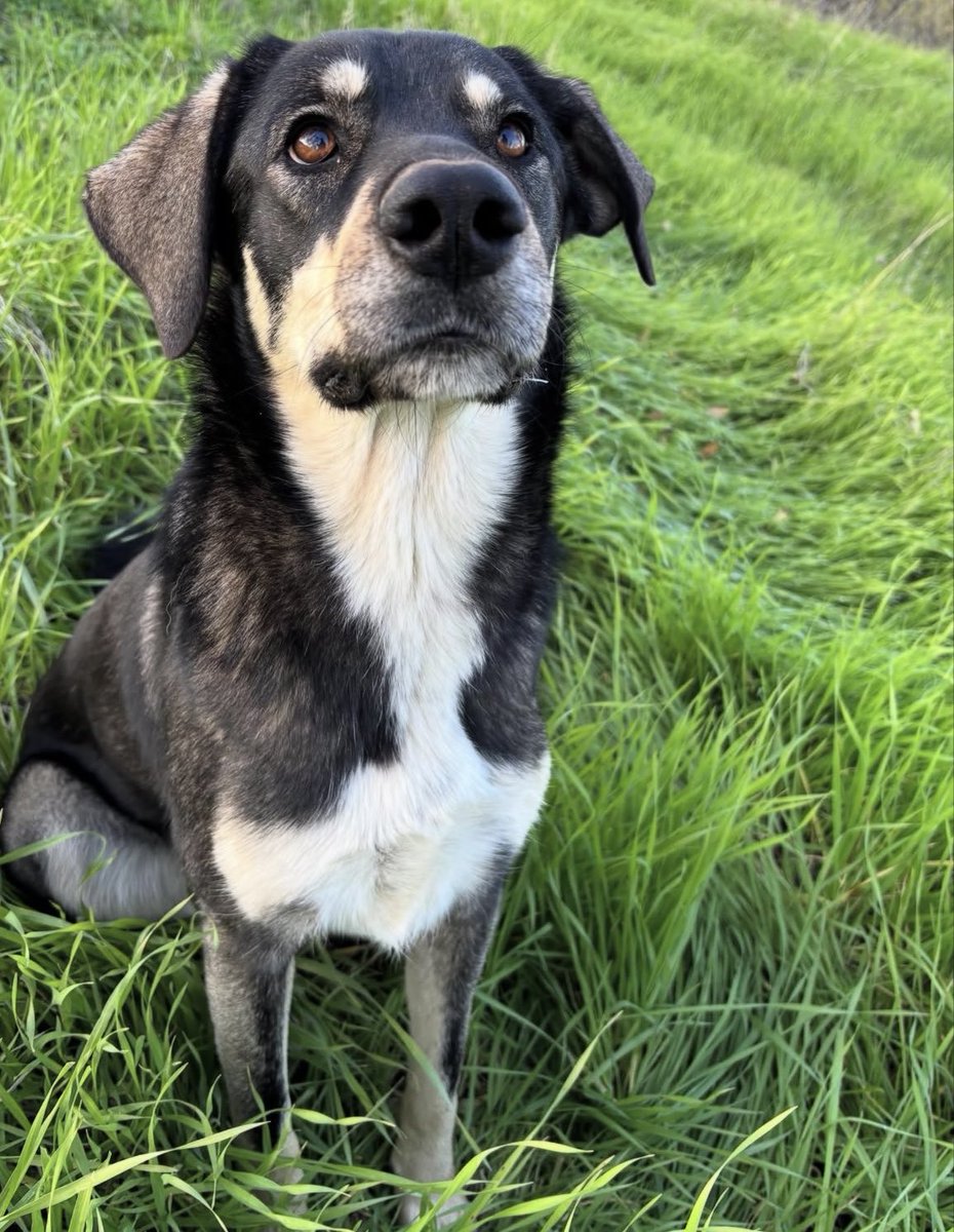 SOS. ΕΠΕΙΓΕΙ ΦΙΛΟΞΕΝΙΑ- ΥΙΟΘΕΣΙΑ ΓΙΑ ΤΗΝ ΕΛΠΙΔΑ . 
Δεν γίνεται να μείνει άλλο στο καταφύγιο 😔
Βρισκόμαστε Σέρρες . ΕΝΑΣ ΑΝΘΡΩΠΟΣ;;;