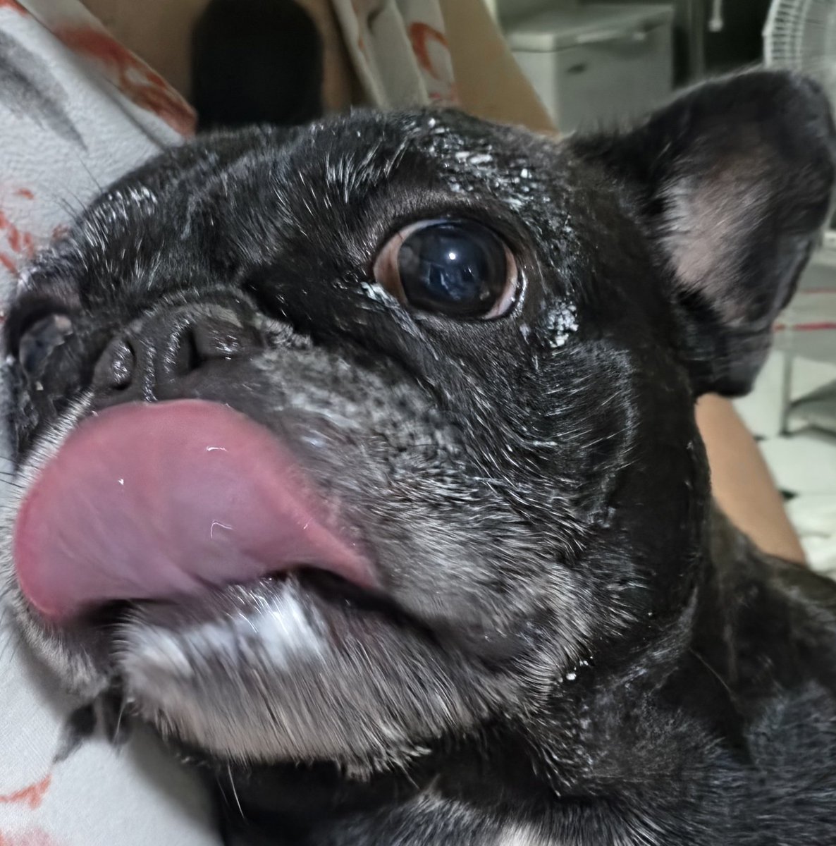 fan acct for BB👑 Treasure💎 tweet media