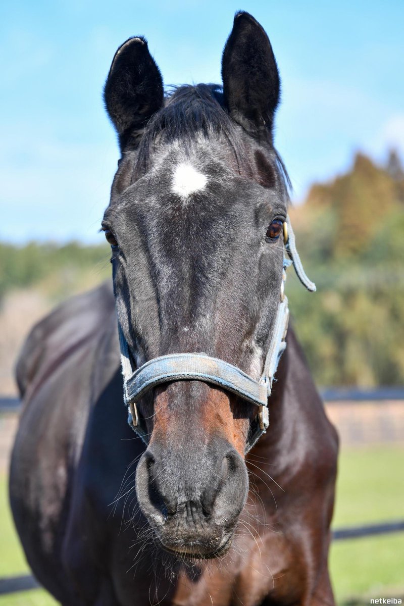 𝑹𝒊𝒏𝒊 • リニ 🐰🍪🐾 tweet media