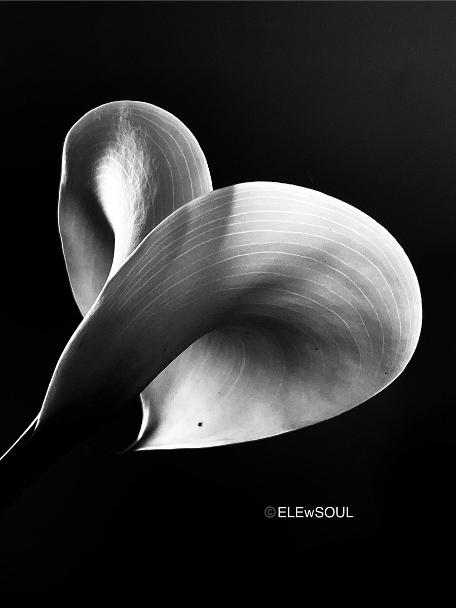 ELEments_w_Soul tweet media