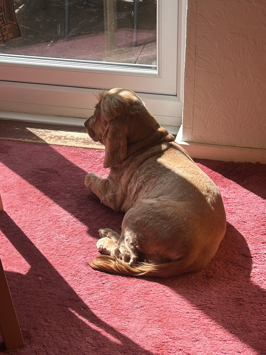 Ginny McGinFace 🐾🌻🇺🇦 tweet media