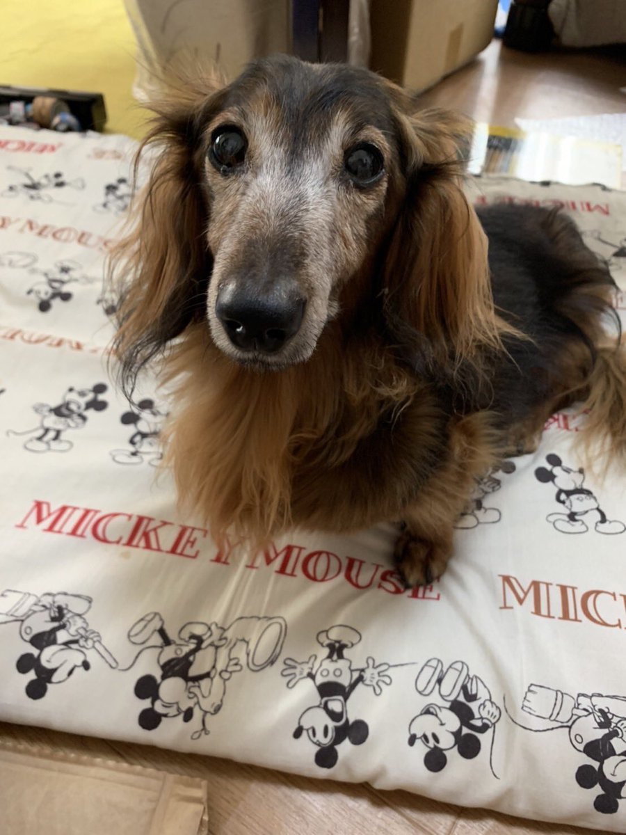 パニーニ東雲(パン)🔥🐕@2/27FR色違い縛りの旅@通知不良@カイくんありがとう tweet media