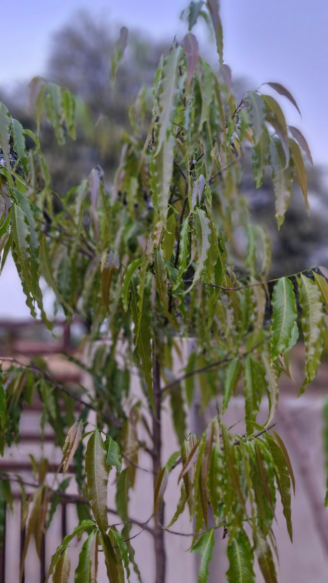 Pappu Ram Mundru Sikar tweet media