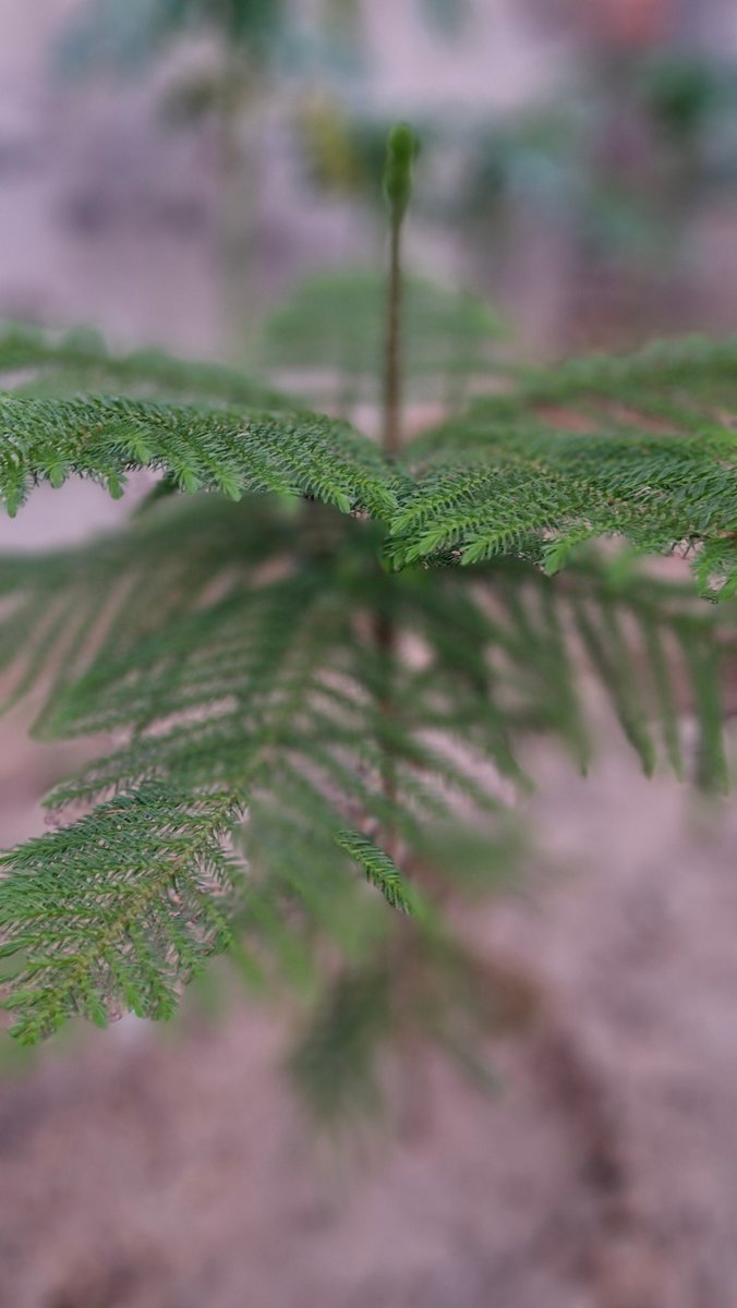 Pappu Ram Mundru Sikar tweet media