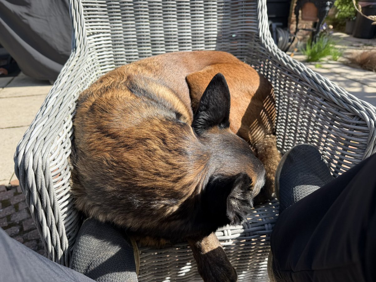 Chappers 🐾🐝 🙋‍♀️ tweet media