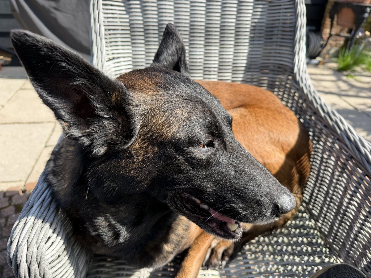 Chappers 🐾🐝 🙋‍♀️ tweet media