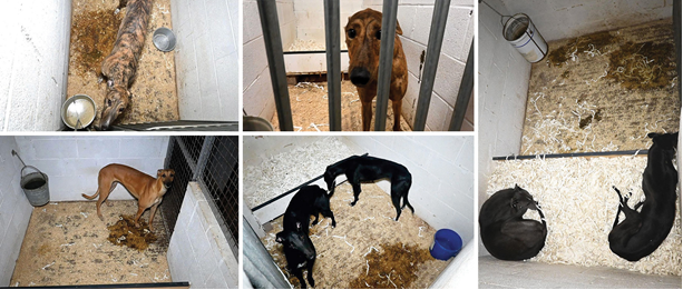 CagesFree's tweet image. Shut down doc racing in the United Kingdom
#Petition 🖌️
The GBGB own records reveal 35,168 greyhound injuries, including 1,353 track fatalities between 2017 &amp;amp; 2024
3,278 ex-racers were simply #destroyed
actionnetwork.org/letters/end-do…
Racing Kennels, Chippenham (Greyt Exploitations)