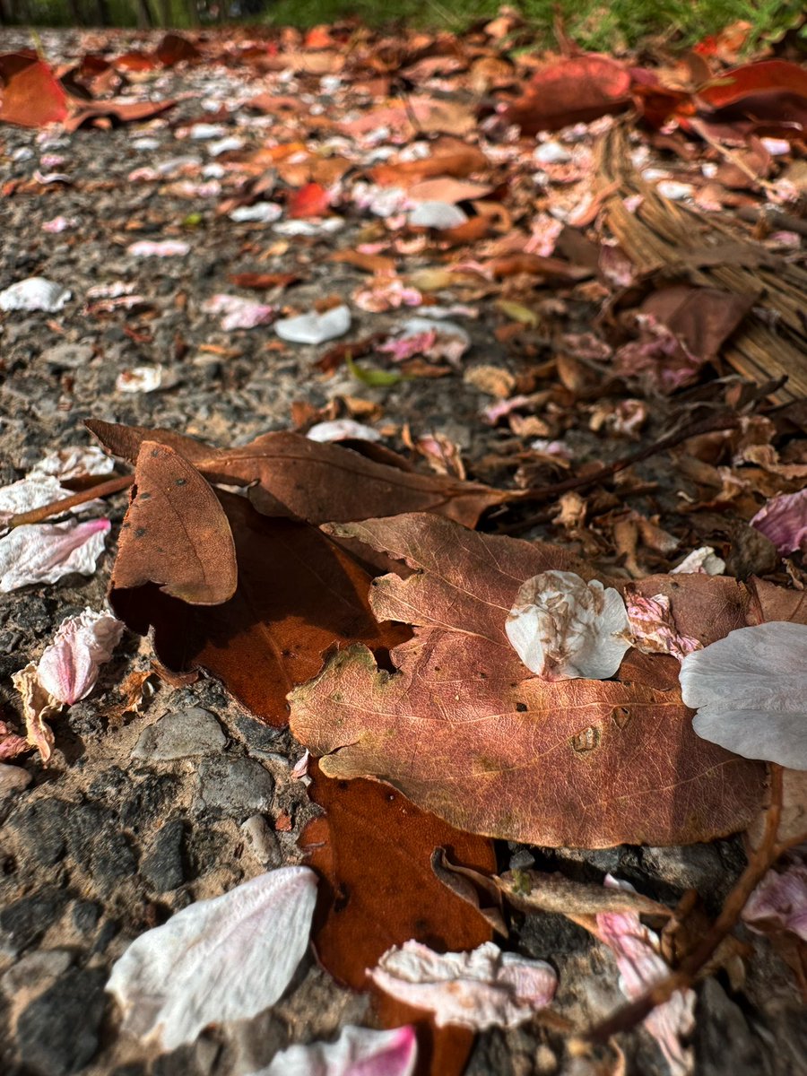 MEJ毛毛姐 | 🦅 tweet media