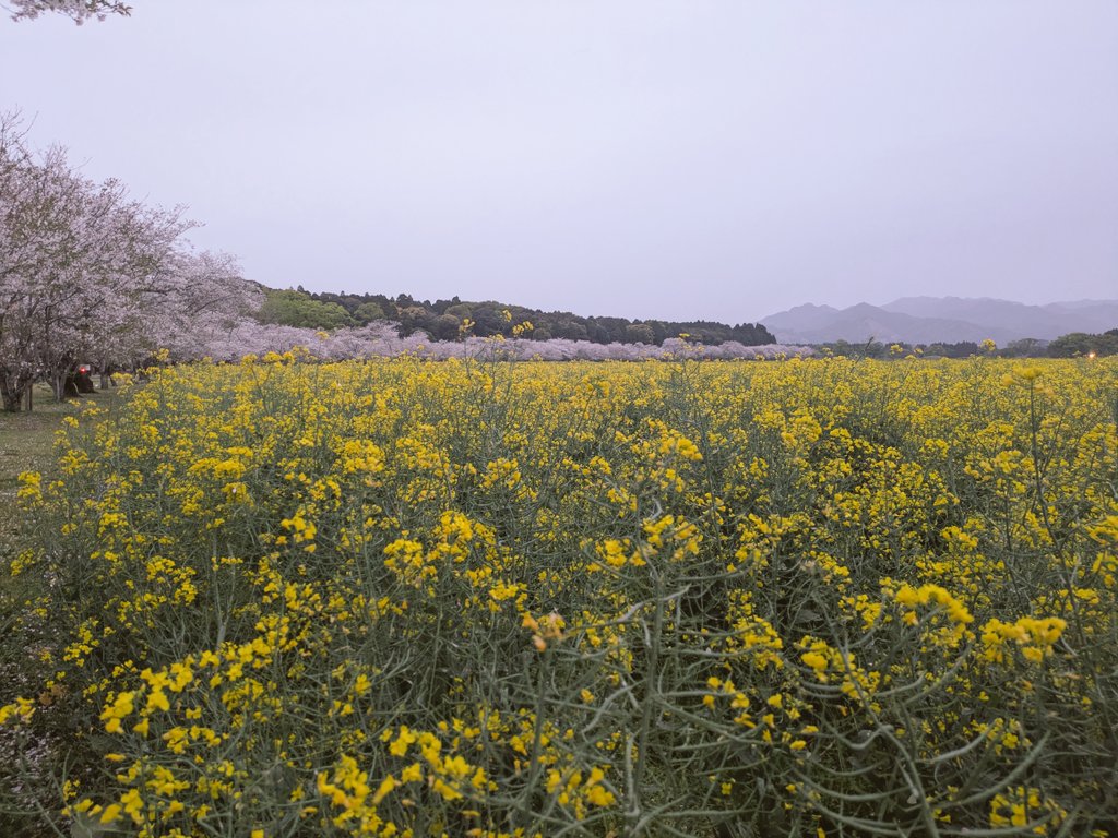 FANG＋と旅好き子猫ちゃん tweet media