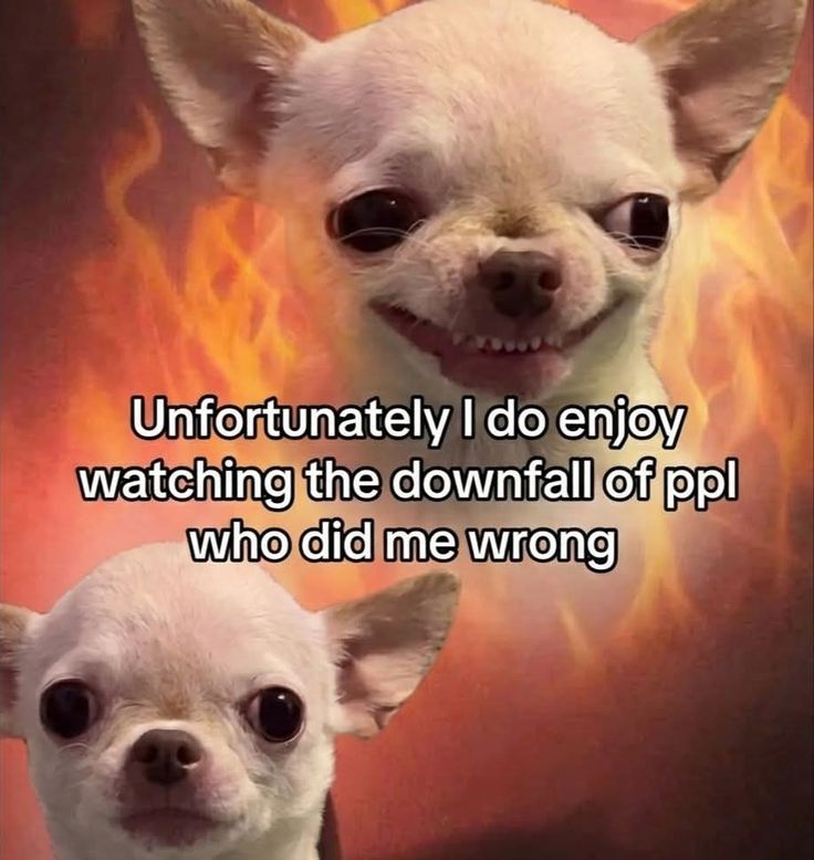 𝘡𝘦𝘩𝘦𝘭 tweet media