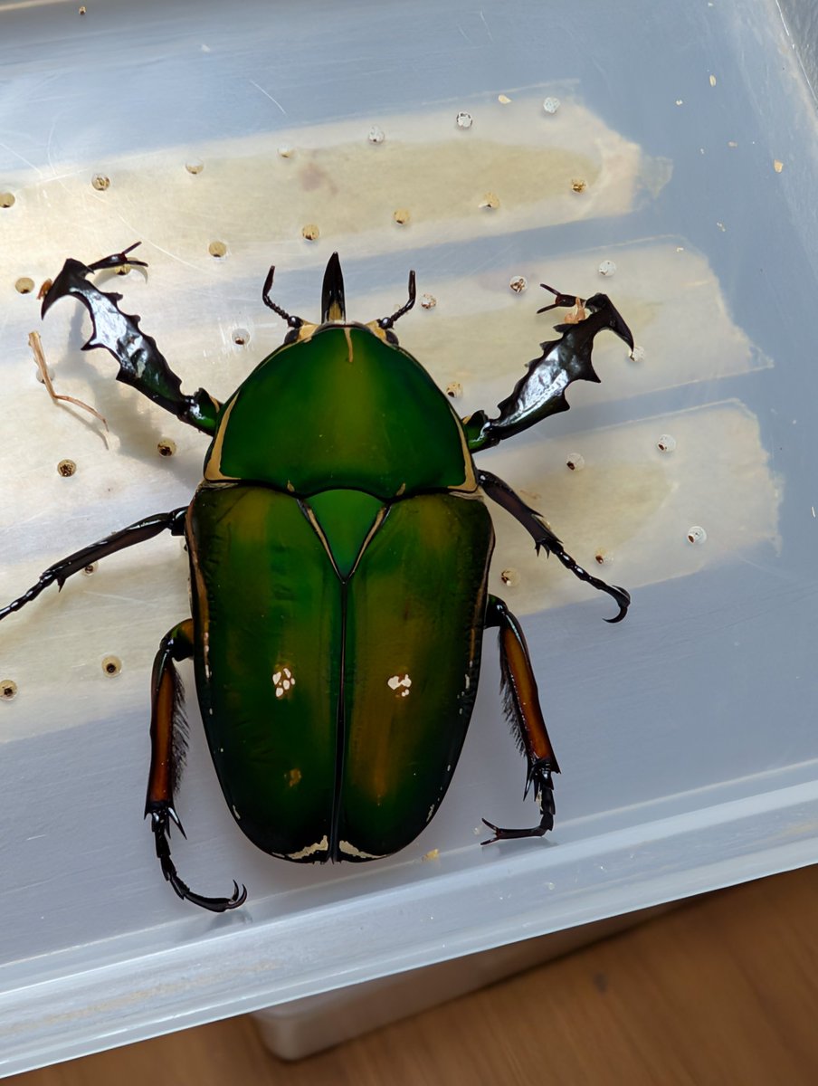 虫の兄ちゃん@兜鍬武蔵 tweet media